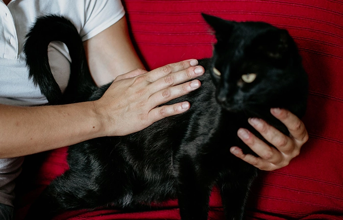 Chiots / Chatons & NAC