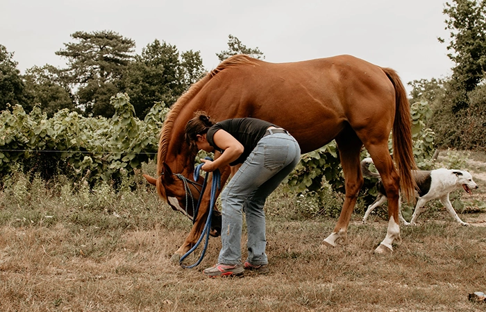 Chevaux