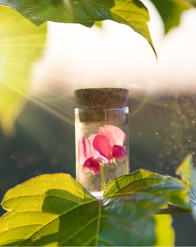 Accompagnement en phytoth&eacute;rapie pour animaux &agrave; Fay-de-Bretagne - Ost&eacute;os 44